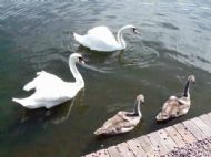 Ellesmere, Shropshire
